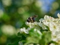Bumblebee during work on a blooming tree Royalty Free Stock Photo