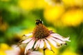 The bumblebee at work (Bombus)