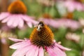 Bumblebee on an echinacea flower