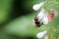 Bumblebee at work in the flowers of a Hidcote comfrey Royalty Free Stock Photo