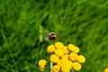 Bumblebee at work, tundra in summer Royalty Free Stock Photo