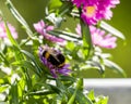 Bumblebee working on the geranium Royalty Free Stock Photo