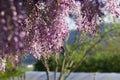 Bumblebee on Wysteria Flowers