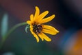 Bumblebee in a yellow blossom