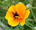 A Bumblebee on a yellow California poppy flower. Royalty Free Stock Photo