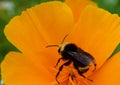 A Bumblebee on a yellow California poppy flower. Royalty Free Stock Photo