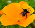 A Bumblebee on a yellow California poppy flower. Royalty Free Stock Photo