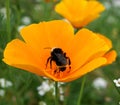 A Bumblebee on a yellow California poppy flower. Royalty Free Stock Photo