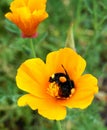 A Bumblebee on a yellow California poppy flower. Royalty Free Stock Photo
