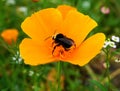 A Bumblebee on a yellow California poppy flower. Royalty Free Stock Photo