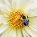 Bumblebee on Yellow Dahlia Royalty Free Stock Photo