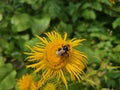 A bumblebee is on a yellow dandelion (Dandelion) flower and collects pollen and nectar Royalty Free Stock Photo
