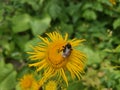 A bumblebee is on a yellow dandelion (Dandelion) flower and collects pollen and nectar Royalty Free Stock Photo