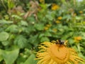 A bumblebee is on a yellow dandelion (Dandelion) flower and collects pollen and nectar Royalty Free Stock Photo