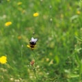 Bumblebee pollinates flowers.