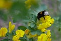 A bumblebee on a yellow flower collects nectar. Royalty Free Stock Photo