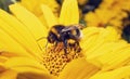 Bumblebee on yellow flower eating nectar. Bombus lucorum on sunflower in summer Royalty Free Stock Photo