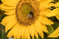 Bumblebee and yellow flower Natural sunflower background. Bloom. Close-up Royalty Free Stock Photo