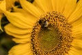 Bumblebee and yellow flower Natural sunflower background. Bloom. Close-up Royalty Free Stock Photo