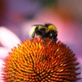 Bumblebee on yellow flower