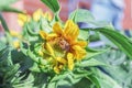 Bumblebee in yellow flower of sunflower Royalty Free Stock Photo