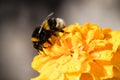 Bumblebee on a yellow flower