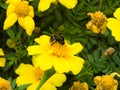 Bumblebee on yellow flower of Youth-and-age, Zinnia elegans, macro, selective focus, shallow DOF Royalty Free Stock Photo