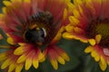 Bumblebee on yellow and orange flower. Honeybee, close up, wallapper. Pollination, beekeping