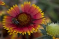 Bumblebee on yellow and orange flower. Honeybee, close up, wallapper. Pollination, beekeping