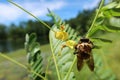 Bumblebee on Sesbania flowers on natural background, closeup Royalty Free Stock Photo