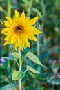Bumblebee on a yellow sun flower close up with blurred bokeh background. Royalty Free Stock Photo