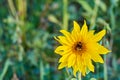 Bumblebee on a yellow sun flower close up with blurred bokeh background. Royalty Free Stock Photo