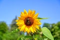 bumblebee on yellow sunflower and blue sky Royalty Free Stock Photo