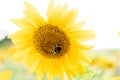 Bumblebee on young sunflower closeup Royalty Free Stock Photo