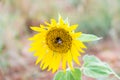 Bumblebee on young sunflower closeup Royalty Free Stock Photo