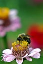 Bumblebee on zinnia