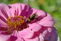 Bumblebee on a zinnia flower close-up