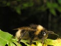 Bumblebees Royalty Free Stock Photo