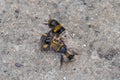 Bumblebees attacking a wasp Royalty Free Stock Photo