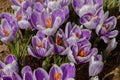 Bumblebees and bees pollinate crocus flowers in early spring Royalty Free Stock Photo