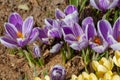 Bumblebees and bees pollinate crocus flowers in early spring Royalty Free Stock Photo