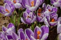 Bumblebees and bees pollinate crocus flowers in early spring Royalty Free Stock Photo