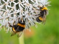 Bumblebees are busy collecting their meals