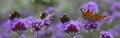 Bumblebees and butterfly on the garden flower