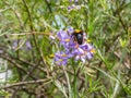 Bumblebees colecting pollen, violet flowers