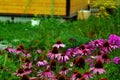 Bumblebees collect pollen on flowers in the garden Royalty Free Stock Photo