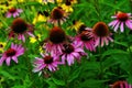 Bumblebees collect pollen on flowers in the garden Royalty Free Stock Photo