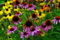 Bumblebees collect pollen on flowers in the garden Royalty Free Stock Photo