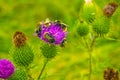 Bumblebees collecting honey on a purple flower of thistle