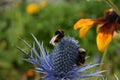 Bumblebees collecting nectar for a flower in the Island of Ikaria, Aegean Sea, Greece. Bombus terrest Royalty Free Stock Photo